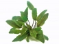 Preview: Brauner Wasserkelch - Cryptocoryne wendtii 'Braun'